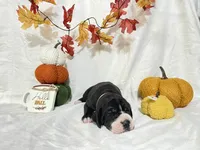 Pink Collar Girl, a female Great Dane for sale in Danville, VA – 3 of 5
