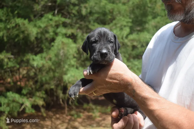 Blue Collar Boy – Great Dane puppy for sale in Danville, VA