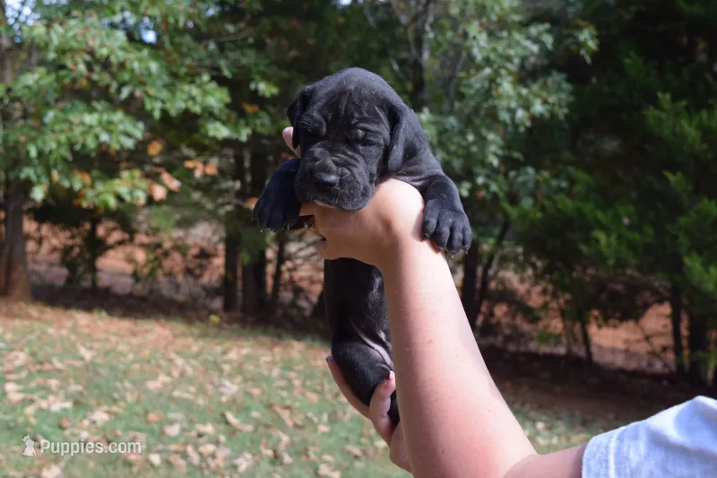 Green Collar Girl – Great Dane puppy for sale in Danville, VA