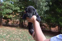 Green Collar Girl, a female Great Dane for sale in Danville, VA – 1 of 5