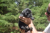Green Collar Boy, a male Great Dane for sale in Danville, VA – 3 of 6
