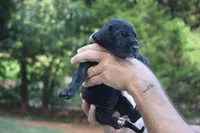 Pink Collar Girl, a female Great Dane for sale in Danville, VA – 2 of 5