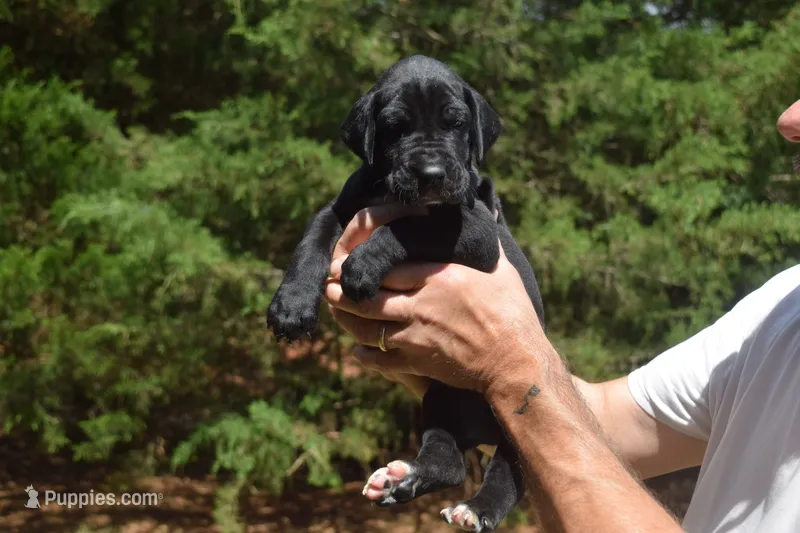 Brown Collar Boy – Great Dane puppy for sale in Danville, VA
