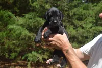Brown Collar Boy, a female Great Dane for sale in Danville, VA – 1 of 7