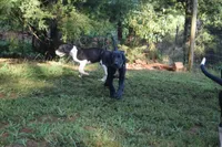Brown Collar Boy, a female Great Dane for sale in Danville, VA – 2 of 10