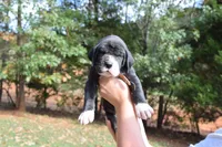 Orange Collar Girl, a female Great Dane for sale in Danville, VA – 2 of 6