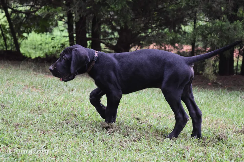 Brown Collar Boy – Great Dane puppy for sale in Danville, VA
