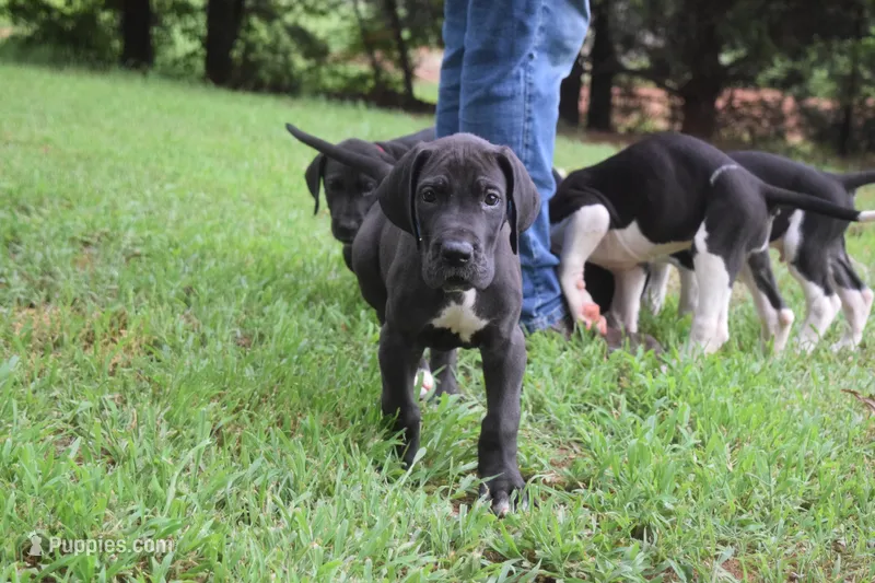 Blue Collar Boy – Great Dane puppy for sale in Danville, VA
