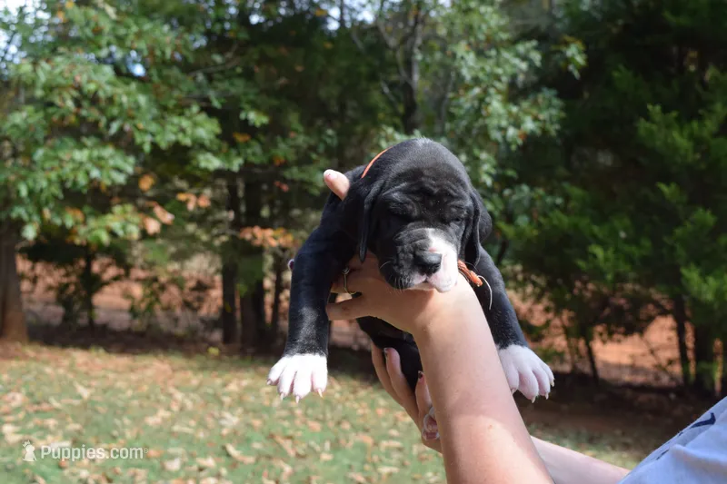 Orange Collar Girl – Great Dane puppy for sale in Danville, VA