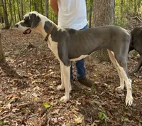 Purple Collar Girl, a female Great Dane for sale in Danville, VA – 4 of 4