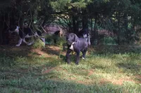 Brown Collar Boy, a female Great Dane for sale in Danville, VA – 3 of 10