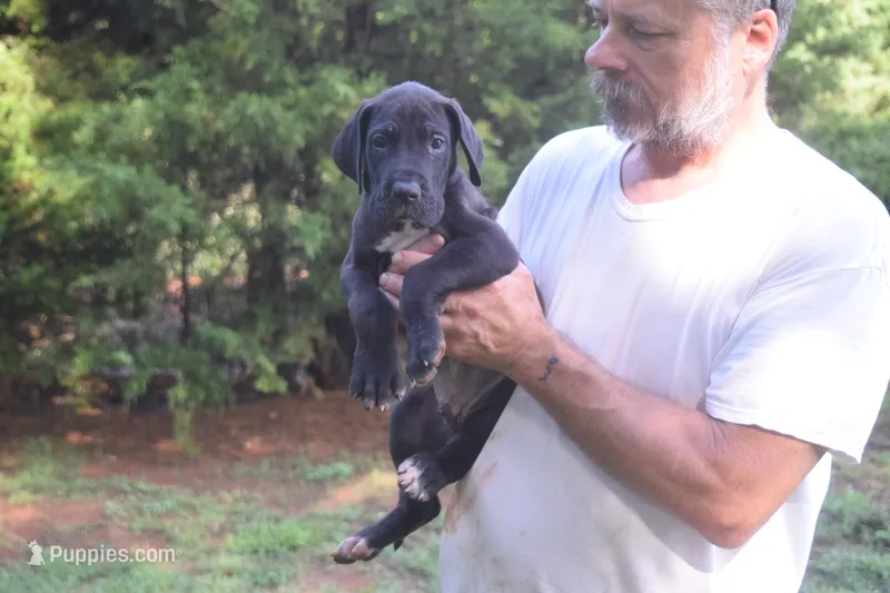 Blue Collar Boy – Great Dane puppy for sale in Danville, VA