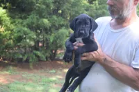 Brown Collar Boy, a female Great Dane for sale in Danville, VA – 5 of 10