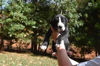 Yellow Collar Girl, a female Great Dane for sale in Danville, VA – 2 of 6