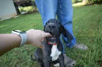 Red Collar Boy, a male Great Dane for sale in Danville, VA – 2 of 10