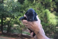 Orange Collar Boy, a female Great Dane for sale in Danville, VA – 2 of 4