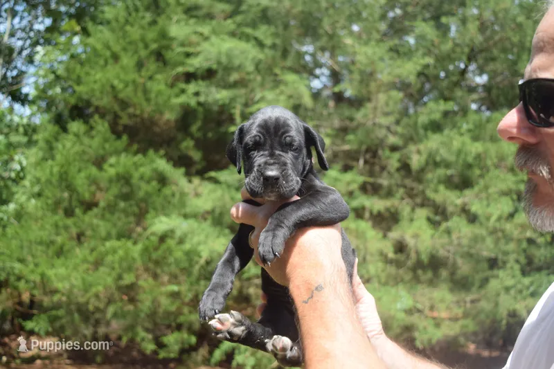 Pink Collar Girl – Great Dane puppy for sale in Danville, VA