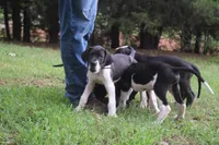 Black Mantle Girl, a female Great Dane for sale in Danville, VA – 3 of 9