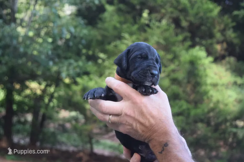 Orange Collar Boy – Great Dane puppy for sale in Danville, VA