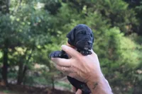 Orange Collar Boy, a female Great Dane for sale in Danville, VA – 1 of 4