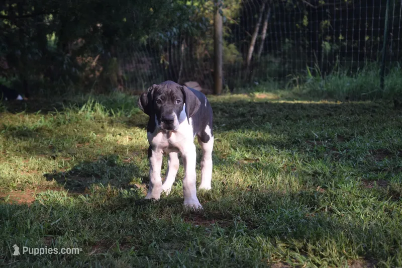 Black Mantle Girl – Great Dane puppy for sale in Danville, VA