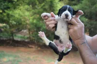 Black Mantle Boy, a female Great Dane for sale in Danville, VA – 3 of 5