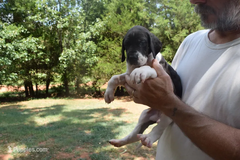 Black Mantle Girl – Great Dane puppy for sale in Danville, VA