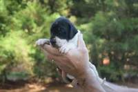Black Mantle Girl, a female Great Dane for sale in Danville, VA – 2 of 4