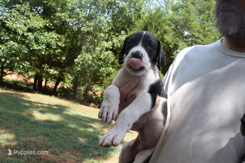 Black Mantle Boy – Great Dane puppy for sale in Danville, VA