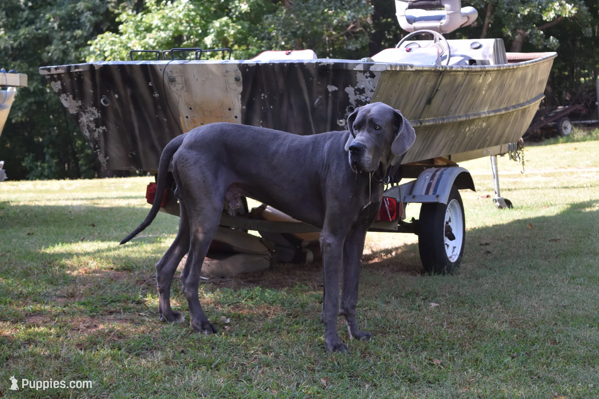 Yellow Collar Girl, a female Great Dane for sale in Danville, VA – 6 of 6