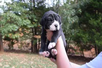 Pink Collar Girl, a female Great Dane for sale in Danville, VA – 1 of 5