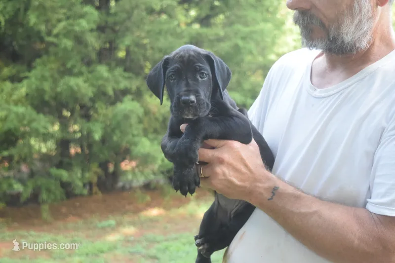 Pink Collar Girl – Great Dane puppy for sale in Danville, VA
