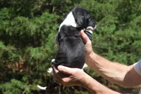 Black Mantle Girl, a female Great Dane for sale in Danville, VA – 6 of 9