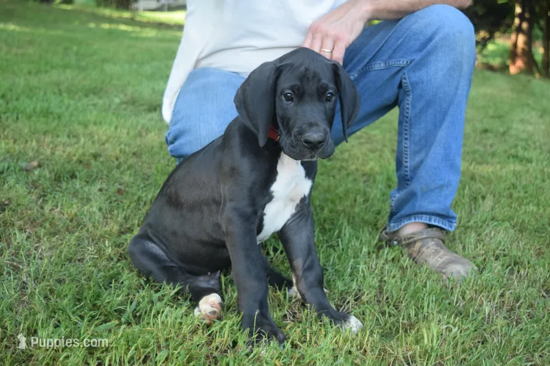 Red Collar Boy – Great Dane puppy for sale in Danville, VA