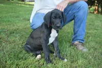 Red Collar Boy, a male Great Dane for sale in Danville, VA – 1 of 10