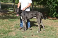 Black Mantle Girl, a female Great Dane for sale in Danville, VA – 3 of 4