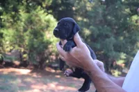 Blue Collar Boy, a male Great Dane for sale in Danville, VA – 2 of 4