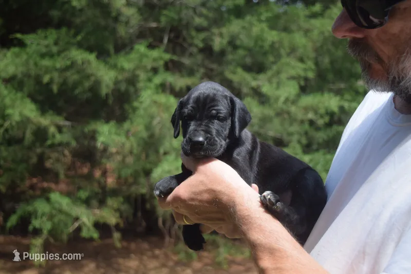 Purple Collar Girl – Great Dane puppy for sale in Danville, VA