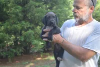 Red Collar Boy, a male Great Dane for sale in Danville, VA – 4 of 10