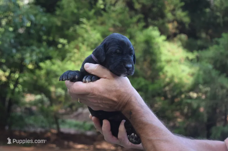 Purple Collar Girl – Great Dane puppy for sale in Danville, VA