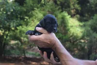 Purple Collar Girl, a female Great Dane for sale in Danville, VA – 1 of 4