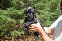 Brown Collar Boy, a female Great Dane for sale in Danville, VA – 2 of 7