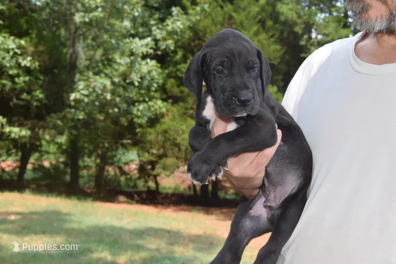 Red Collar Boy – Great Dane puppy for sale in Danville, VA
