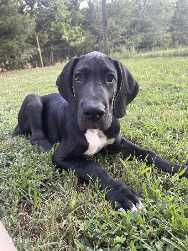 Red Collar Boy – Great Dane puppy for sale in Danville, VA