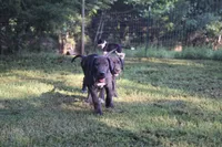 Blue Collar Boy, a male Great Dane for sale in Danville, VA – 3 of 10