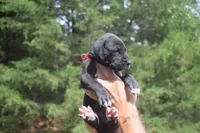 Red Collar Boy, a male Great Dane for sale in Danville, VA – 7 of 10