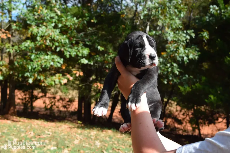 Yellow Collar Girl – Great Dane puppy for sale in Danville, VA