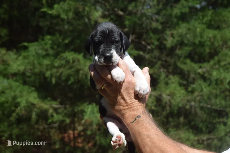 Black Mantle Girl – Great Dane puppy for sale in Danville, VA