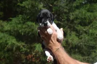 Black Mantle Girl, a female Great Dane for sale in Danville, VA – 5 of 9