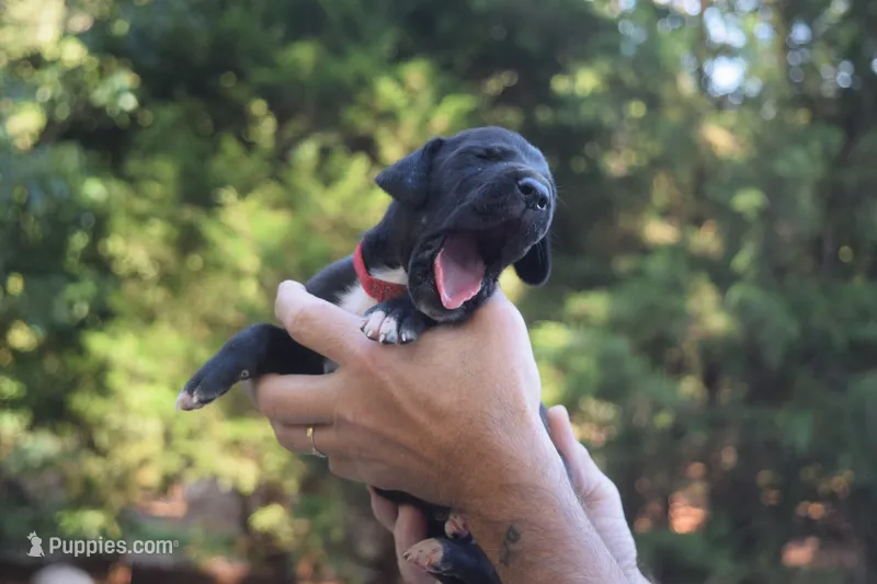 Red Collar Boy – Great Dane puppy for sale in Danville, VA